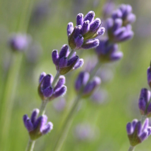 Garden in A Bag | Lavender