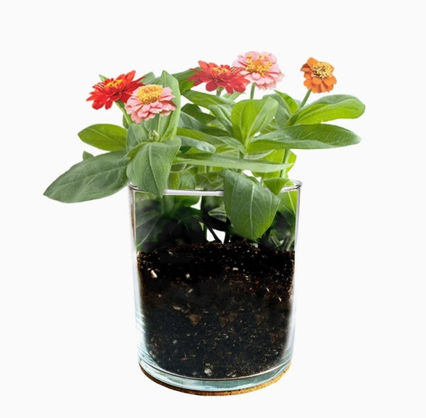 Birthday Flower Garden